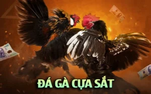 đá gà cựa sắt