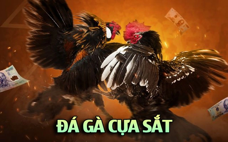 đá gà cựa sắt