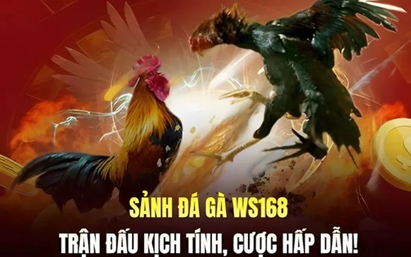 Đá gà WS168 với các trận đấu siêu kịch tính